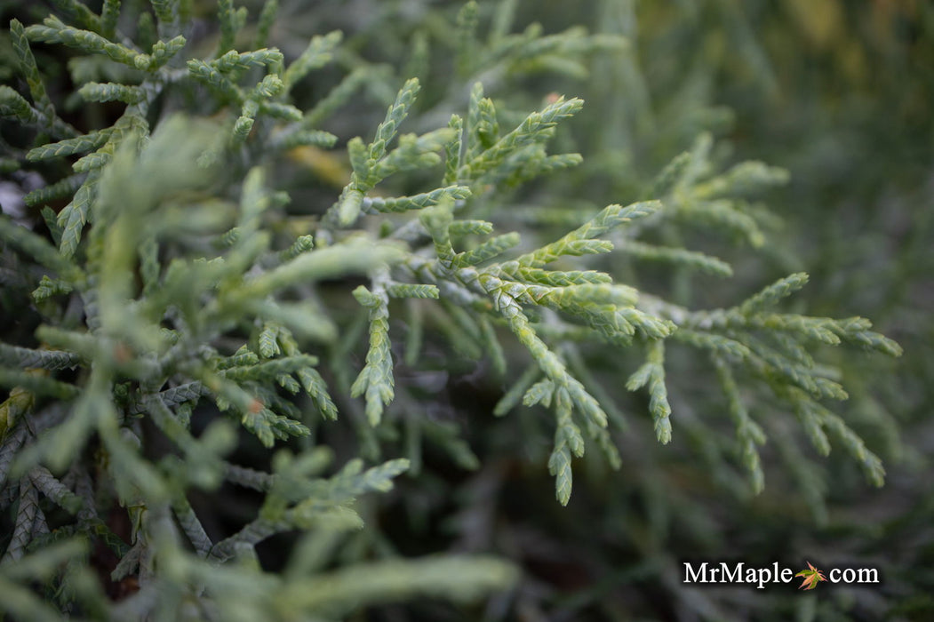 - Cupressus macrocarpa ‘Greenstead Magnificent’ Monterey Cypress - Mr Maple │ Buy Japanese Maple Trees