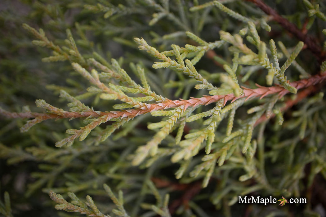 - Cupressus macrocarpa ‘Greenstead Magnificent’ Monterey Cypress - Mr Maple │ Buy Japanese Maple Trees