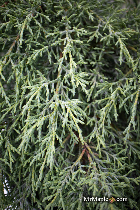 - Cupressus macrocarpa ‘Greenstead Magnificent’ Monterey Cypress - Mr Maple │ Buy Japanese Maple Trees