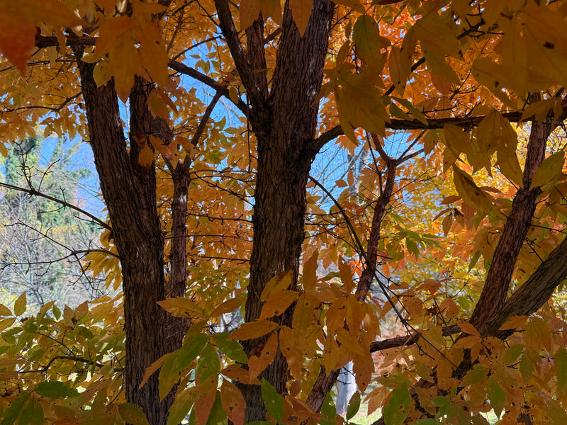 Acer triflorum 'Aureum'