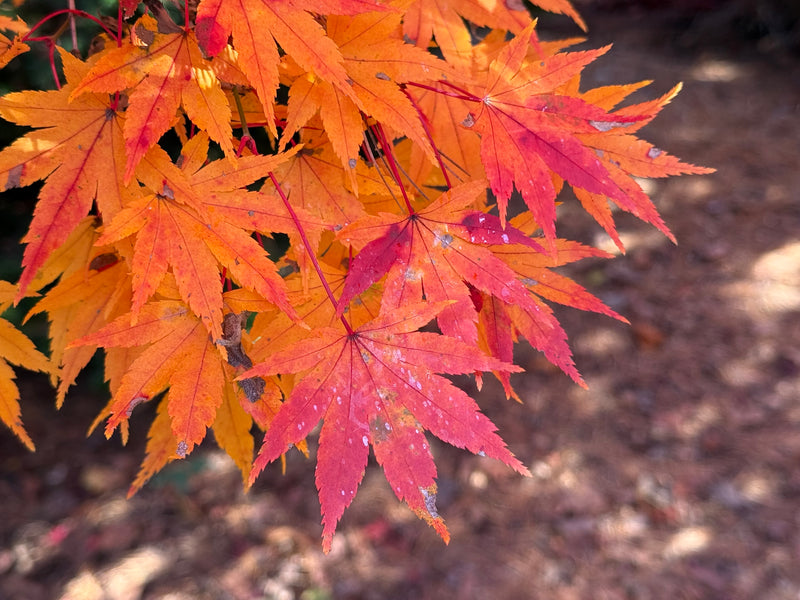 Acer palmatum 'Tobiosho' Japanese Maple