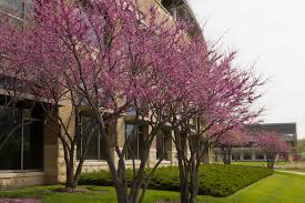 Cercis canadensis 'Hearts Desire' Redbud