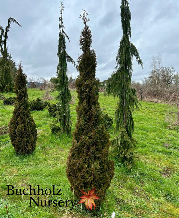 Thuja occidentalis 'Brobeck's Tower' Emerald Arborvitae