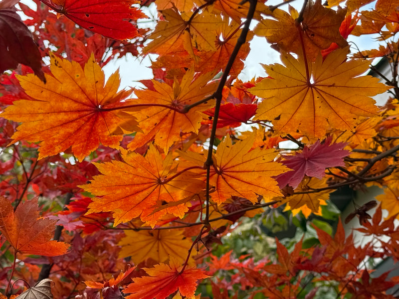 Acer pseudosieboldianum ssp takesimense Ulleung-do Island Maple