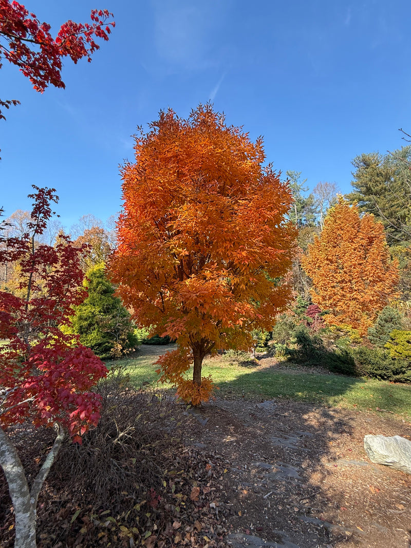 Acer triflorum 'Aureum'