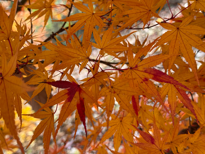 Acer palmatum 'Alan's Gold' Pinebark Japanese Maple