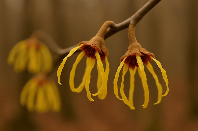 Hamamelis x intermedia 'Early Bird' Golden Witch Hazel