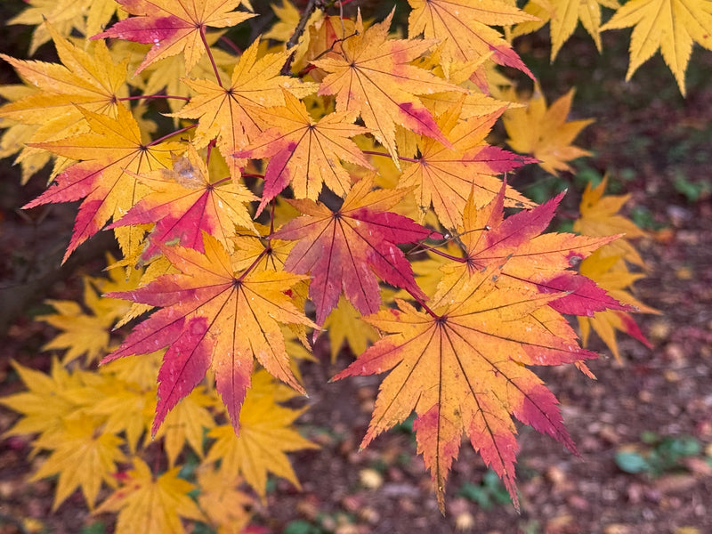 Acer shirasawanum 'Jordan' Golden Full Moon Japanese Maple