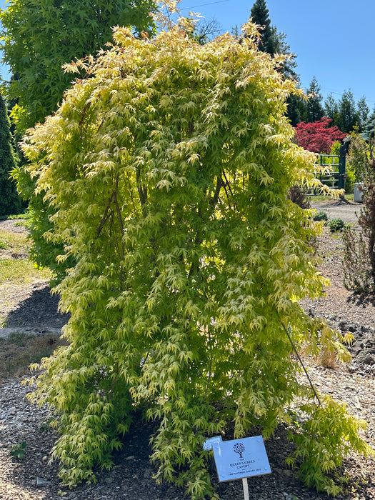Acer palmatum 'Yellow Cascade' Weeping Golden Japanese Maple