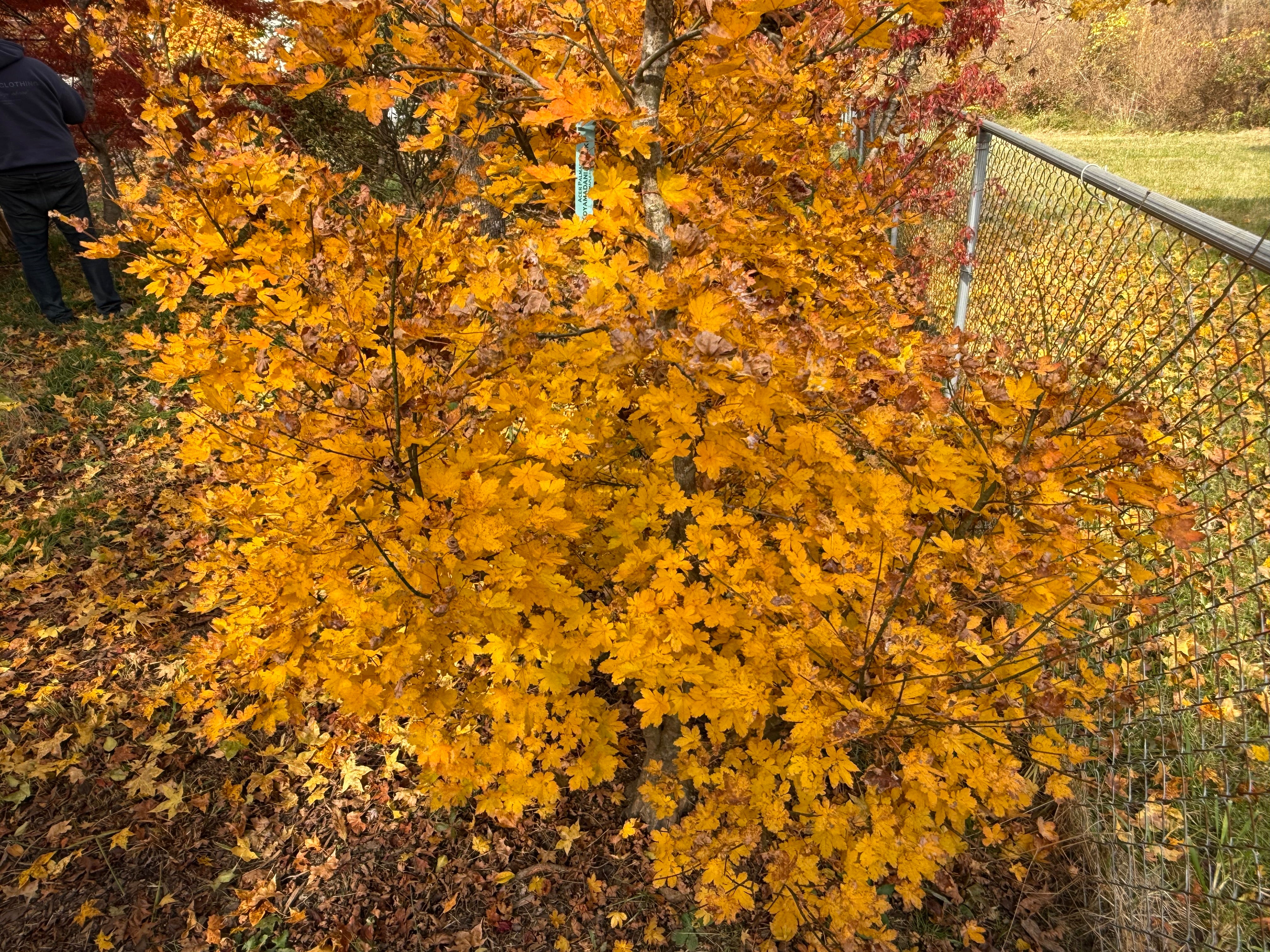 bobioヤマモミジ Buy Acer palmatum 'Koyamadani nishiki' Japanese Maple — Mr Maple
