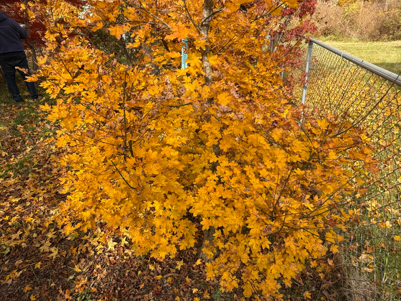 Acer palmatum 'Koyamadani nishiki' Japanese Maple