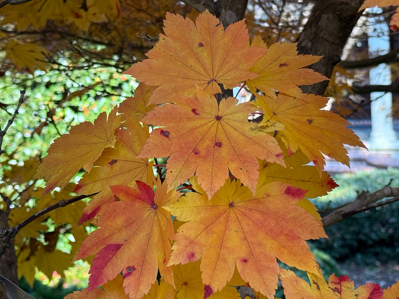 Acer japonicum 'Taki no gawa' Full Moon Japanese Maple