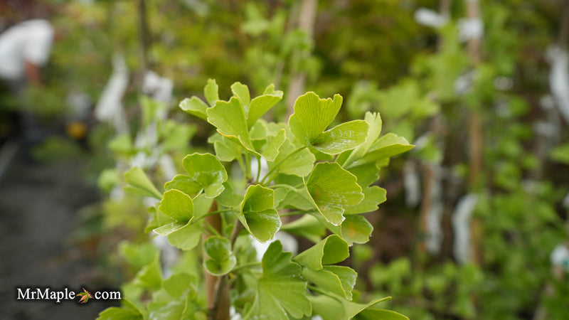 Ginkgo biloba 'DJ's Bowtie' Dwarf Ginkgo Tree
