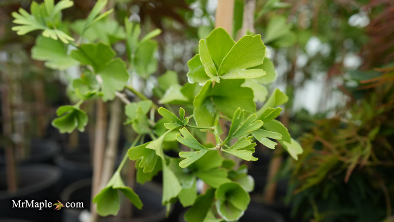 Ginkgo biloba 'DJ's Bowtie' Dwarf Ginkgo Tree
