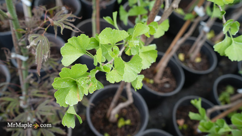 Ginkgo biloba 'DJ's Bowtie' Dwarf Ginkgo Tree
