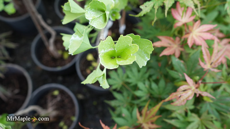 Ginkgo biloba 'DJ's Bowtie' Dwarf Ginkgo Tree