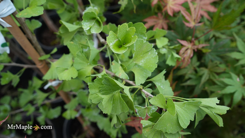 Ginkgo biloba 'DJ's Bowtie' Dwarf Ginkgo Tree