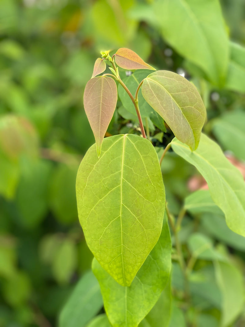 Disanthus ovatifolius - Redbud Hazel