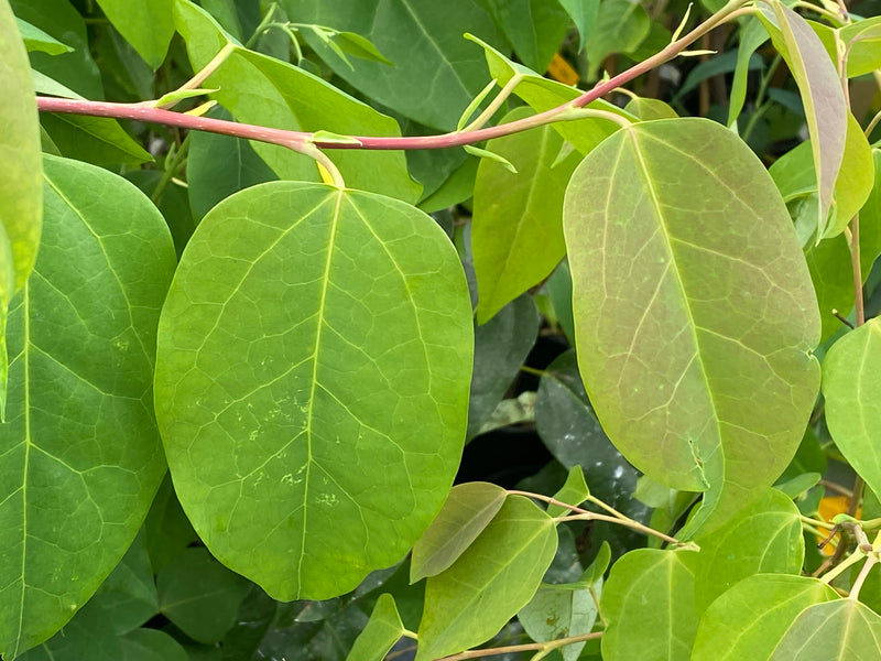 Disanthus ovatifolius - Redbud Hazel