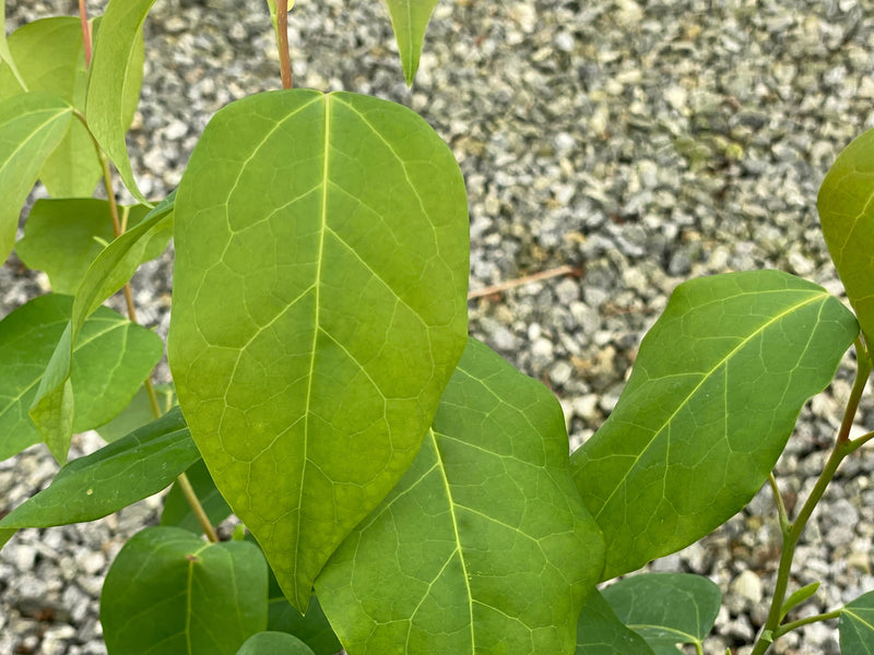 Disanthus ovatifolius - Redbud Hazel