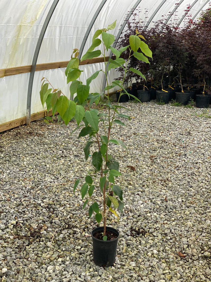 Disanthus ovatifolius - Redbud Hazel