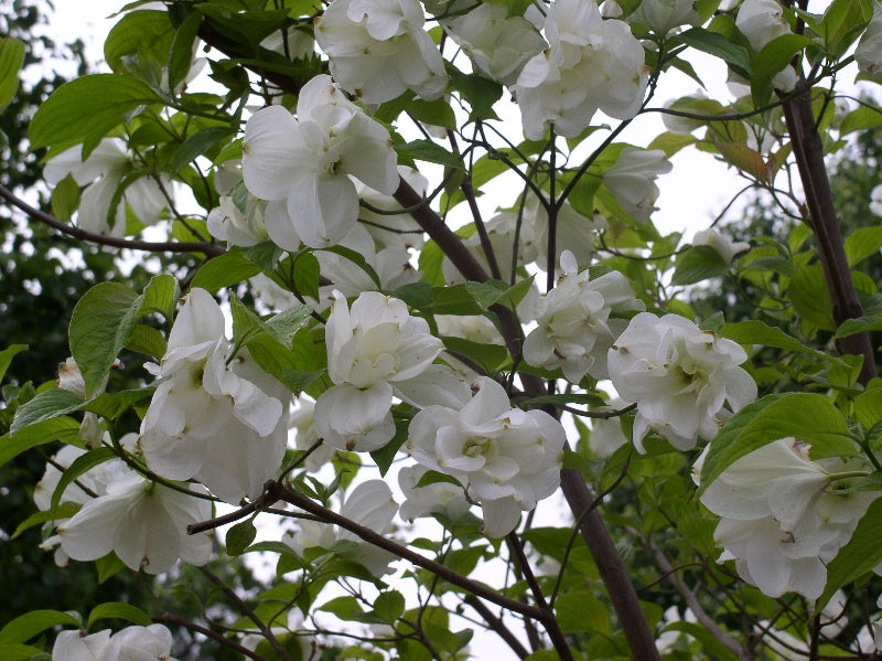 Cornus florida 'Eternal' Double White Blooming Dogwood