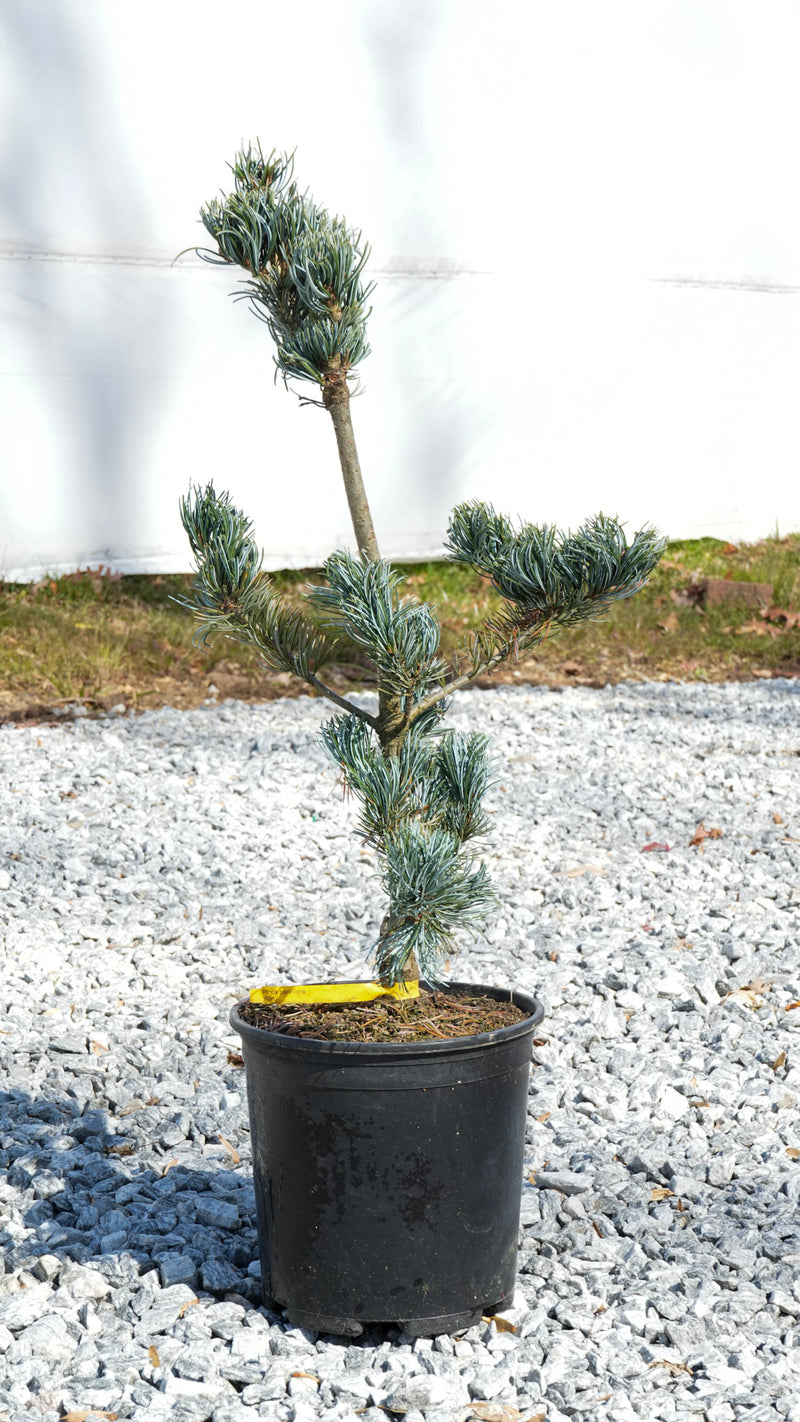 Pinus parviflora 'Koru' Dwarf White Pine