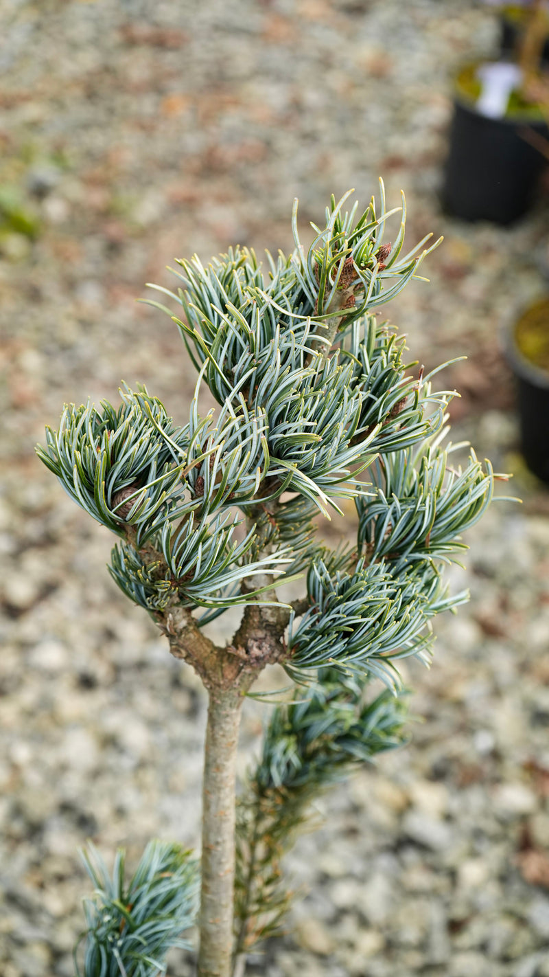 Pinus parviflora 'Koru' Dwarf White Pine