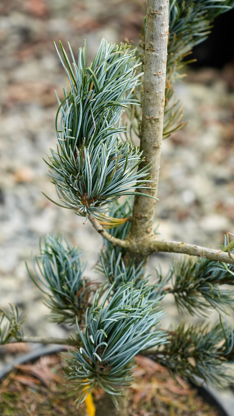 Pinus parviflora 'Koru' Dwarf White Pine