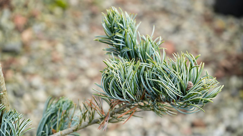 Pinus parviflora 'Koru' Dwarf White Pine