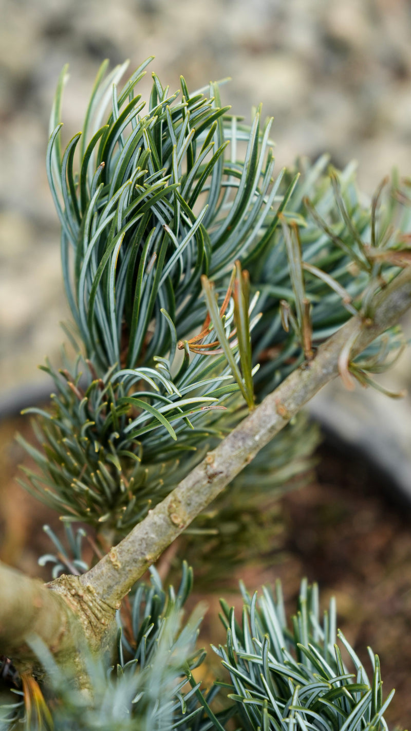 Pinus parviflora 'Koru' Dwarf White Pine
