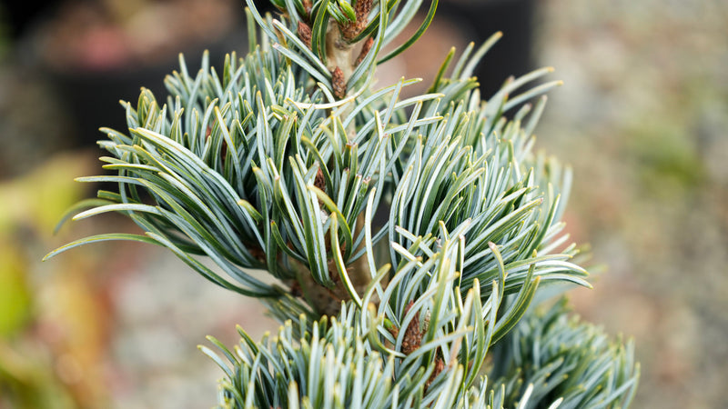 Pinus parviflora 'Koru' Dwarf White Pine