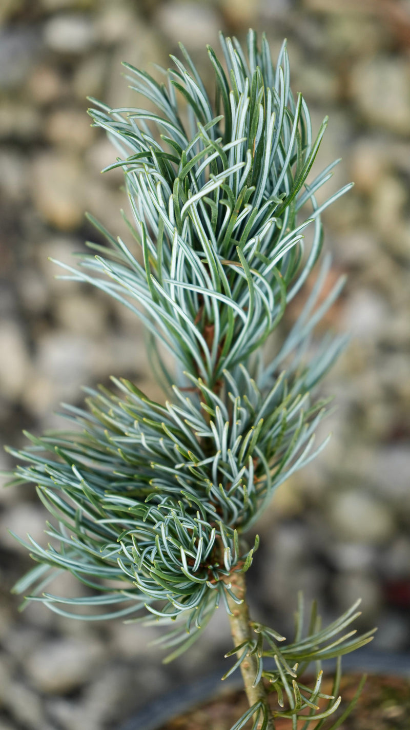 Pinus parviflora 'Koru' Dwarf White Pine