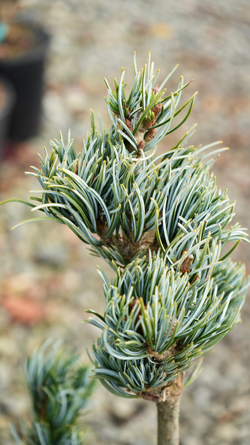 Pinus parviflora 'Koru' Dwarf White Pine