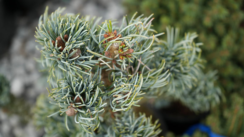 Pinus parviflora 'Koru' Dwarf White Pine