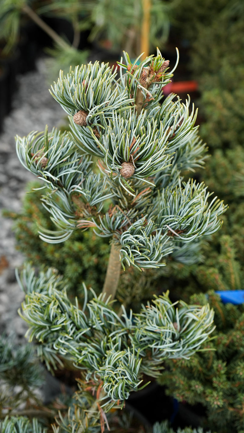 Pinus parviflora 'Koru' Dwarf White Pine