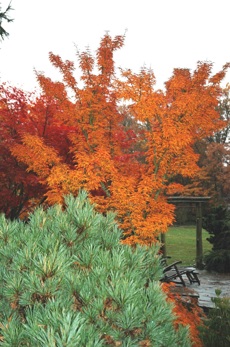 - FOR PICKUP ONLY | Acer palmatum 'Shishigashira' Lion's Head Japanese Maple | DOES NOT SHIP - Mr Maple │ Buy Japanese Maple Trees