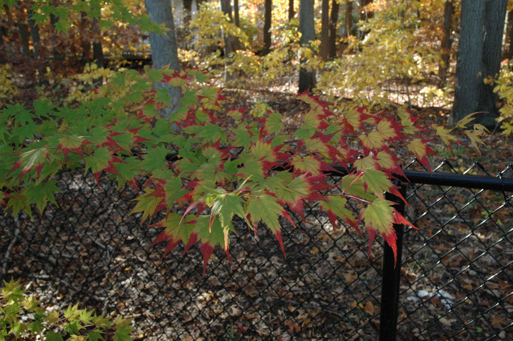 Acer palmatum 'Fall Red Tips' Japanese Maple