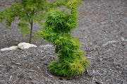 - FOR PICK UP ONLY | Acer palmatum 'Mikawa yatsubusa' Dwarf Japanese Maple | DOES NOT SHIP - Mr Maple │ Buy Japanese Maple Trees