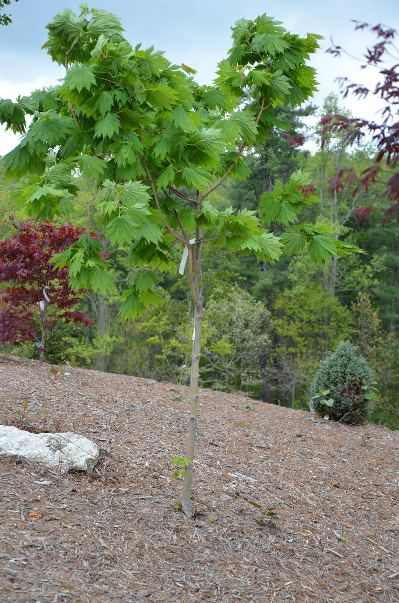 - FOR PICKUP ONLY | Acer japonicum ‘Rising Sun’ Japanese Maple | DOES NOT SHIP - Mr Maple │ Buy Japanese Maple Trees