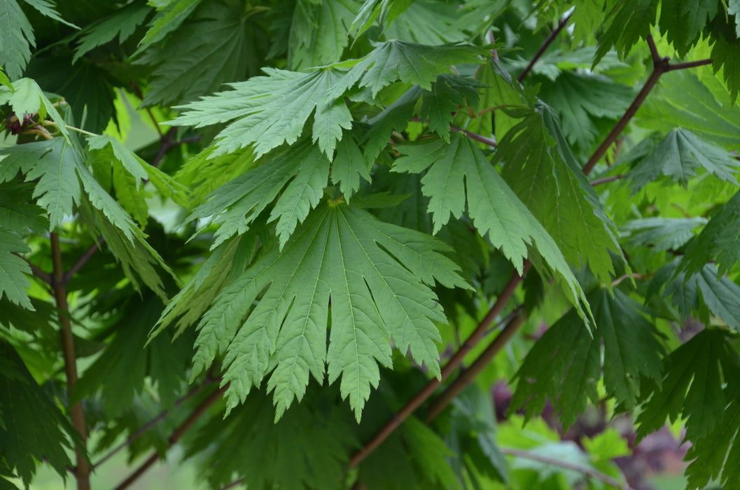 FOR PICKUP ONLY | Acer japonicum ‘Rising Sun’ Japanese Maple | DOES NOT SHIP