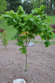 - FOR PICKUP ONLY | Acer japonicum ‘Rising Sun’ Japanese Maple | DOES NOT SHIP - Mr Maple │ Buy Japanese Maple Trees