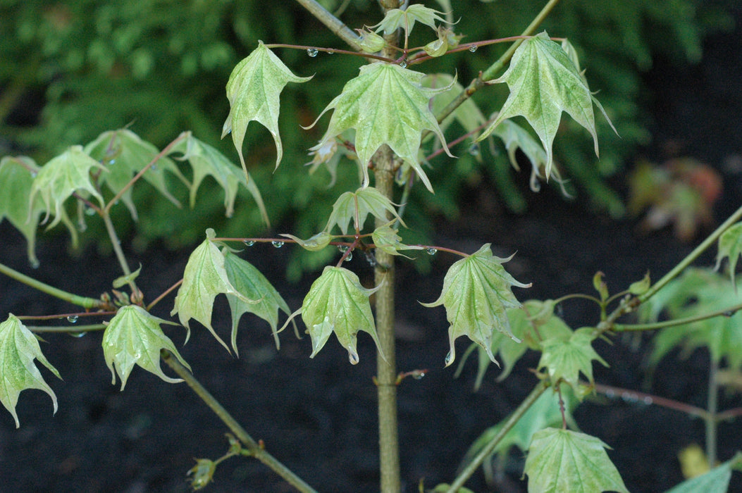 FOR PICKUP ONLY | Acer pictum 'Usugumo' Batwing Maple | DOES NOT SHIP