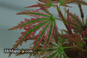 - FOR PICKUP ONLY | Acer palmatum 'Ikandi' Japanese Maple| DOES NOT SHIP - Mr Maple │ Buy Japanese Maple Trees