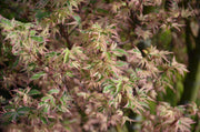- FOR PICK UP ONLY | Acer palmatum 'Butterfly' Japanese Maple | DOES NOT SHIP - Mr Maple │ Buy Japanese Maple Trees