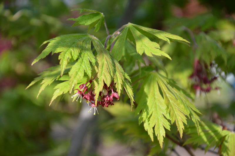 - FOR PICKUP ONLY | Acer japonicum 'Mai kujaku' Dancing Peacock Japanese Maple | DOES NOT SHIP - Mr Maple │ Buy Japanese Maple Trees