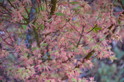 - FOR PICK UP ONLY | Acer palmatum 'Butterfly' Japanese Maple | DOES NOT SHIP - Mr Maple │ Buy Japanese Maple Trees