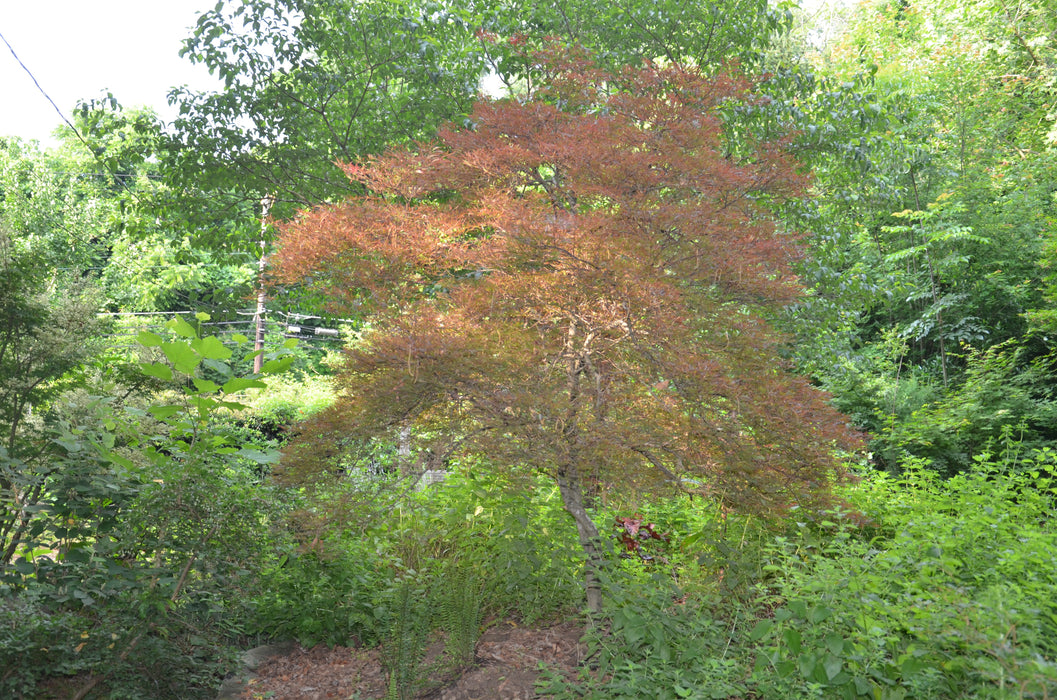 FOR PICKUP ONLY | Acer palmatum 'Lionheart' Japanese Maple | DOES NOT SHIP