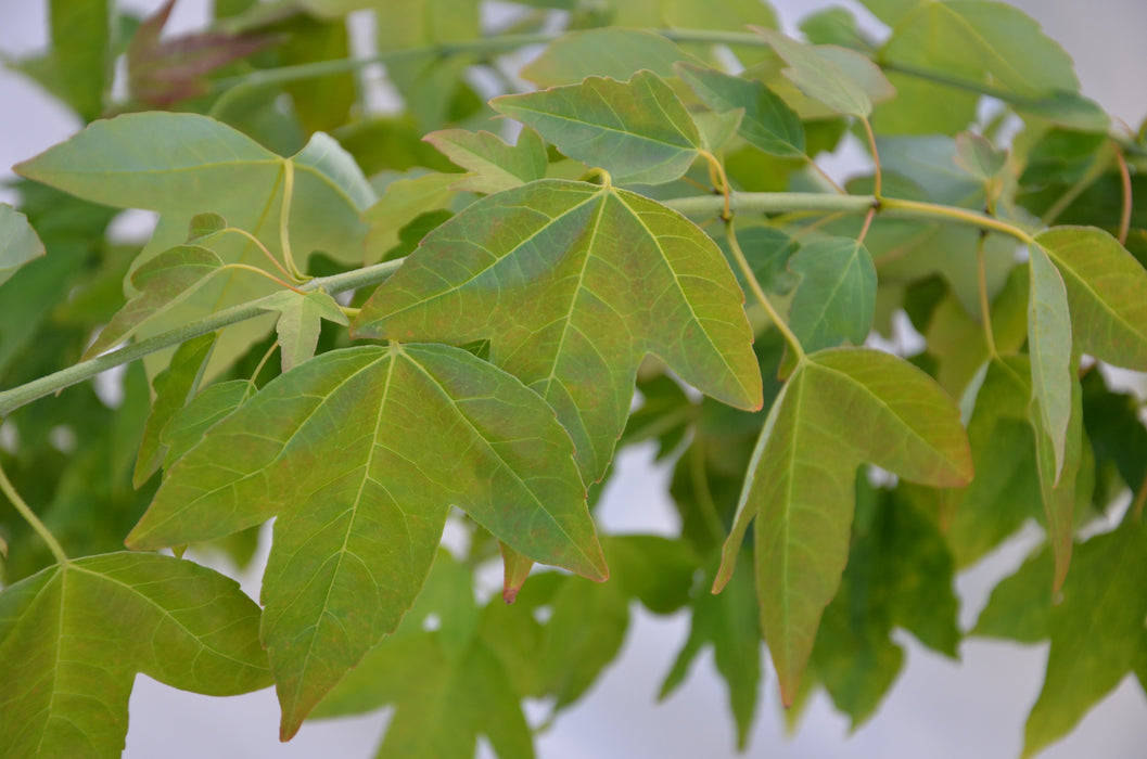 FOR PICKUP ONLY | Acer buergerianum 'Angyo Weeping' Trident Maple Tree | DOES NOT SHIP