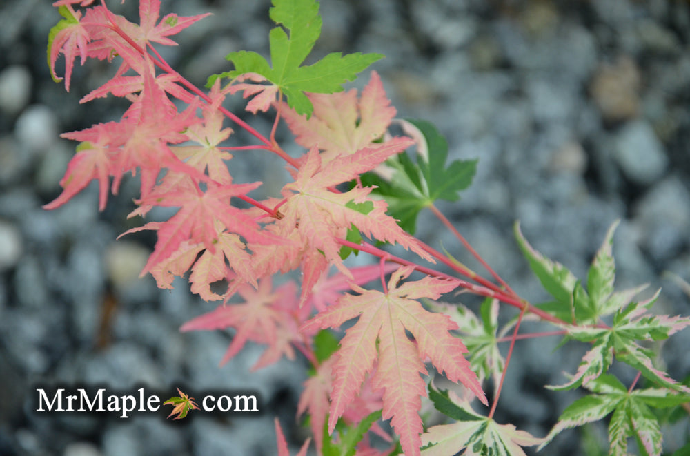 FOR PICKUP ONLY | Acer palmatum 'Kotobuki' Rare Pink Variegated Japanese Maple | DOES NOT SHIP